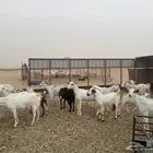 معزا مراح واحد للبيع