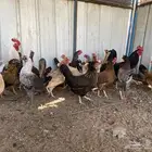 دجاج بلدي