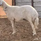شاه حريه دافع
