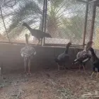 دجاج سندي