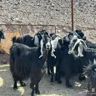 معزة عوارض