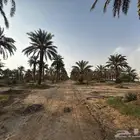 الشديده
