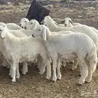 رخال امراح طيبه