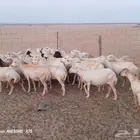 ضان رفيديات دفع ومولده العدد 40