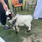 تيس فحل قزمي للبيع