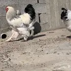 دجاج براهما دمه صافي