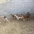 معزاء هجين وعل