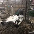 حمام باكستاني