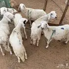 سواكن طيبه