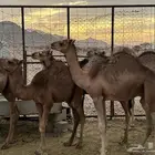 للبيع حشو حليب