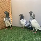 حمام باكستاني