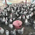 دجاج فيومي العمر اسبوع وشهرين واربع شهور