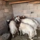 خرفان نعيم