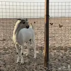 مشروع فحل بيشي صنف