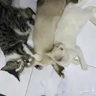 ثلاث قطط للتبني