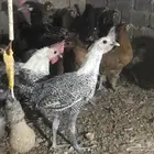 دجاج