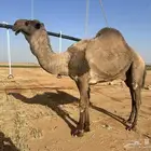 للبيع فحل اصفر