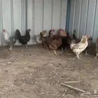 دجاج بلدي