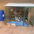 القصيم. بريده.