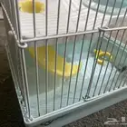 قفص هامستر للبيع