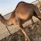 قعدان فاخره لأهل المناسبات والزواجات العدد 2