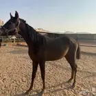 حصان مكس حفيد ابطال