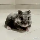 ونتر وايت دوارف هامستر winter white dwarf hamster