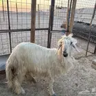 خروف عيسى سنه زي ماهو موظح