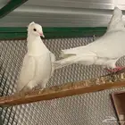 للبيع حم ام هزاز ابيض صافي جوز وذكر