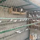 حمام يمام هولندي يا كريم دبل كرست