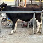 بقره جيرسية لقاح