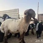 فحل نعيم ثني