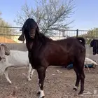 فحل هجين كلهاري