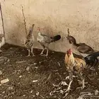 دجاج باكستاني