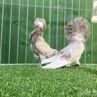 جاكوبين ( تم البيع )