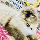 i want to selling my cat and kittens
