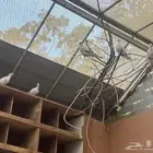 قماري للبيع في بيشة