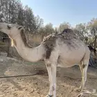 ابل