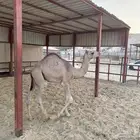عشراء تحتها قعود