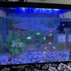 fish tank for sale