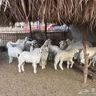 بهم طيب للبيع في المشاعلة