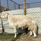 طلي حري صنف يقشع على الشرط مشروط