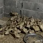 بط بكيني