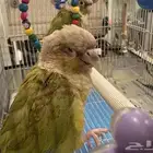 زوج كنيور اناناس انثى محلله وذكر منتج