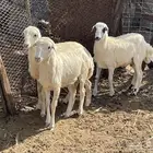 طلي و رخلتين   . تم البيع
