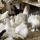 حمام رقاص هندي