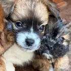 للبيع كلاب شيتزو صغيره بصحة ممتازه
