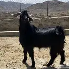 فحل ماعز أدغس