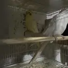 سلام عليكم ورحمة جواز كروان