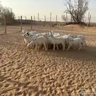 حريات طليان ذبايح